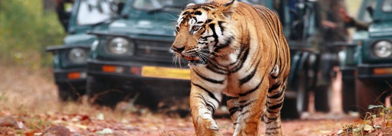 Wildlife in India